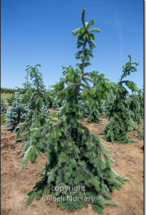 Pseudotsuga menziesii 'Graceful Grace'