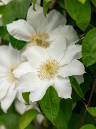 Clematis 'Toki'
