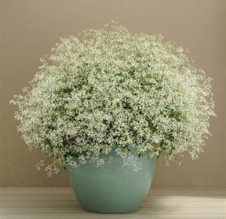 Euphorbia 'Breathless White'
