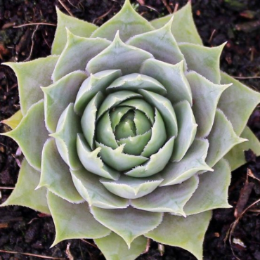 Sempervivum 'Silverine'