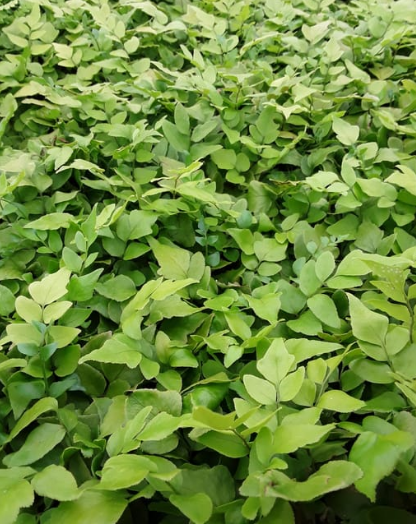 Cyrtomium fortunei