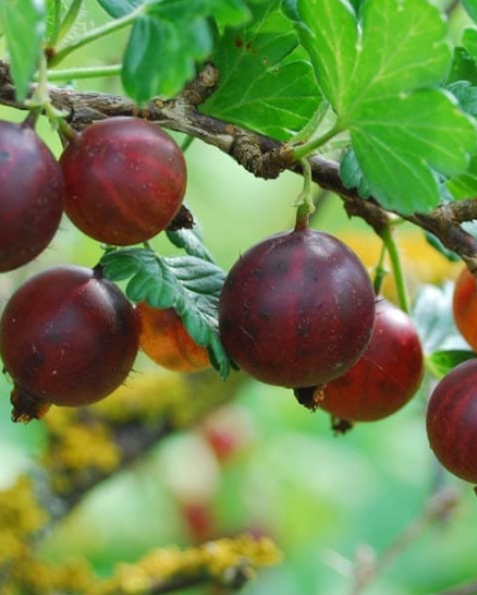 Ribes 'Little Ben'