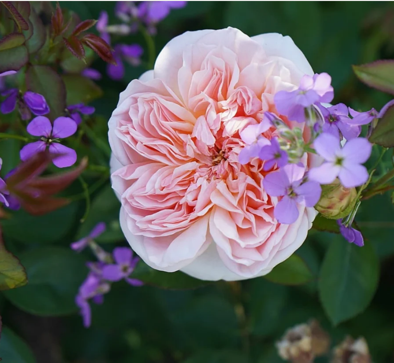 Rosa David Austin® 'Evelyn'