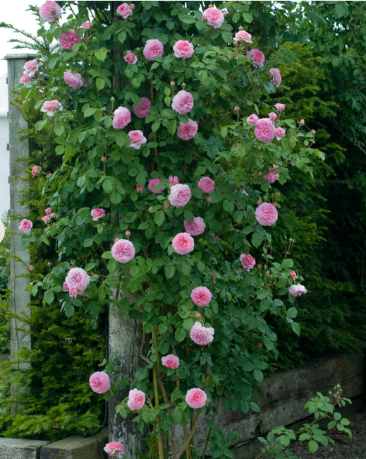 Rosa David Austin® 'James Galoway'