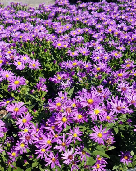 Aster KICKIN 'Purple'
