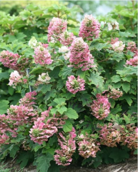Hydrangea quercifolia 'Ruby Slipper'