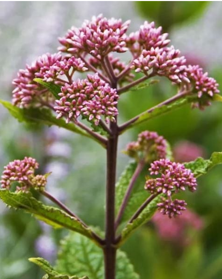 Eupatorium maculatum 'Baby Joe'