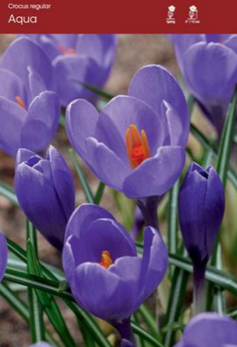 Crocus 'Aqua'
