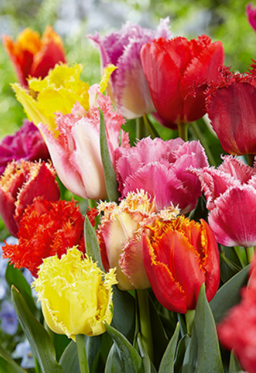 Tulip Fringed Blend