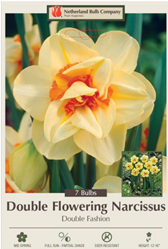 Narcissus 'Double Fashion'