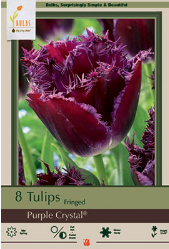 Tulip 'Purple Crystal'