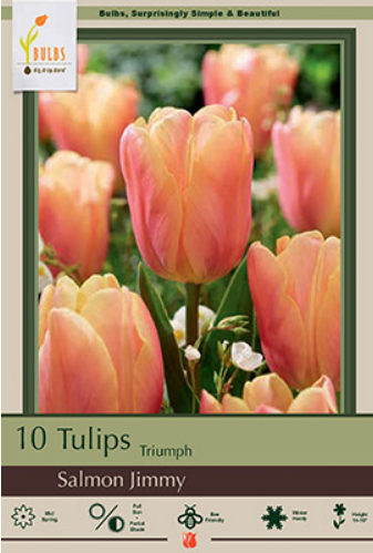 Tulip 'Salmon Jimmy'