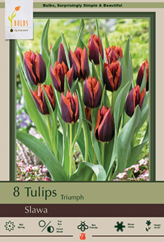 Tulip 'Slawa'