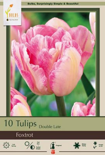 Tulip double late 'Foxtrot'