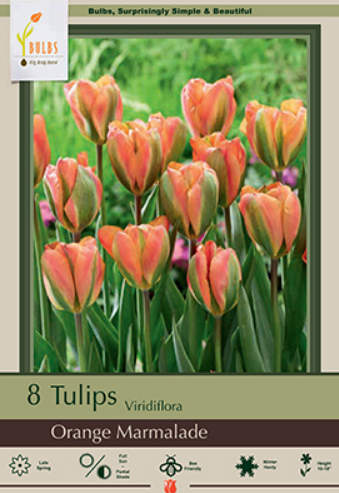 Tulip 'Orange Marmelade