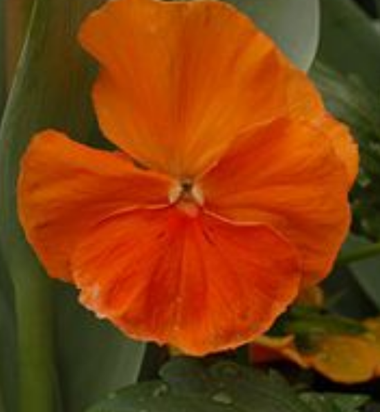 Pansy 'Pure Orange'