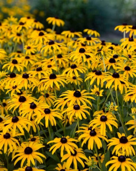 Rudbeckia 'Treasure Trove' (Black eyed Susan)