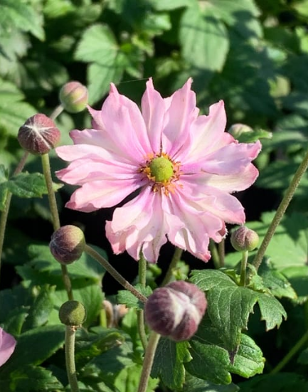 Anemone x hybrida 'Pocohontas'