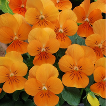 Load image into Gallery viewer, Pansy assorted
