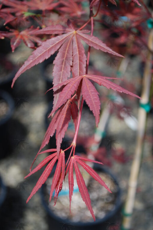 Acer palmatum 'Dragon tears'