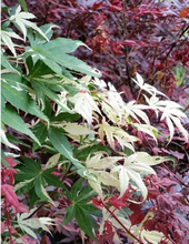 Load image into Gallery viewer, Acer palmatum &#39;Ilarian&#39;
