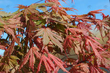 Load image into Gallery viewer, Acer Palmatum &#39;Ariadne&#39;
