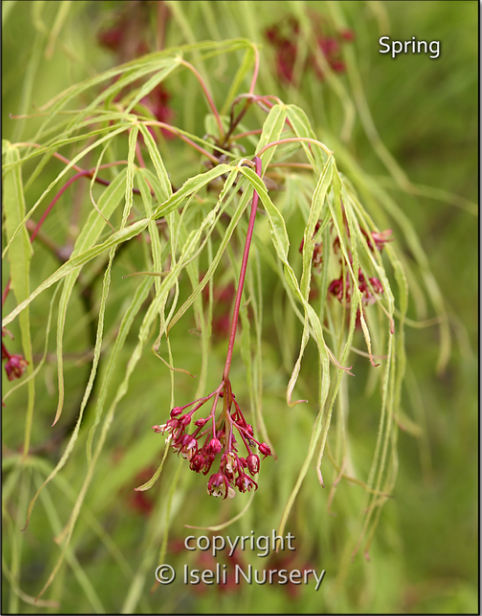 maple　笑主70点 Japanese maple 'Shishigashira' #2 - Cofer's Home & Garden