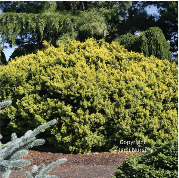 Taxus cuspidata 'Dwarf Bright Gold'
