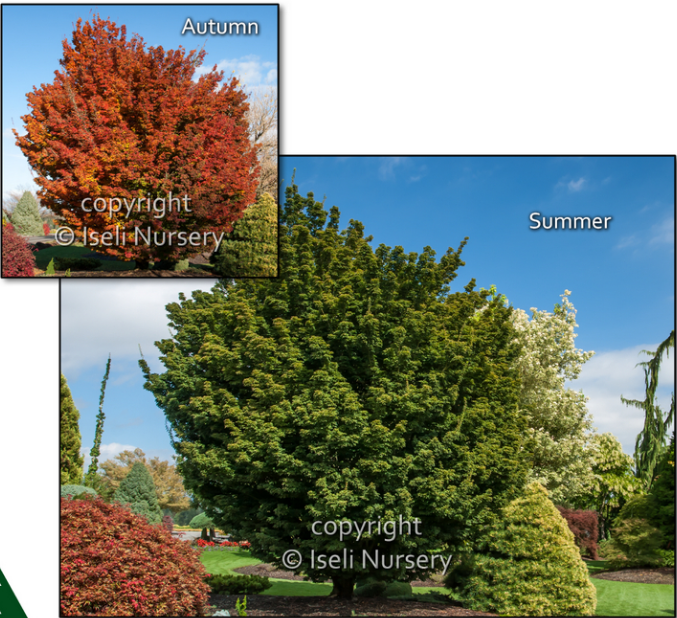 Acer palmatum 'Shishigashira'  Lion's Head