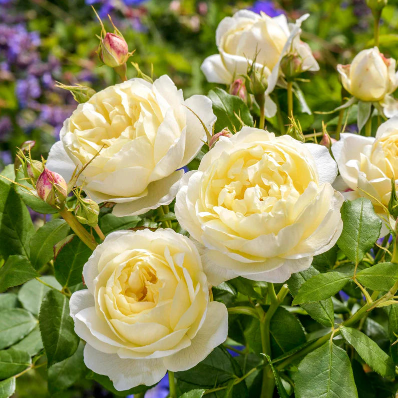 Rosa David Austin® 'Vanessa Bell'® (yellow) Shrub Rose