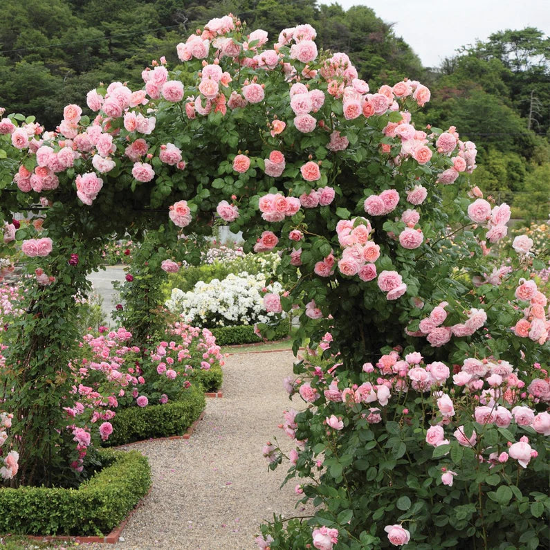 Rosa David Austin® 'Strawberry Hill'® (pink) Climbing Rose