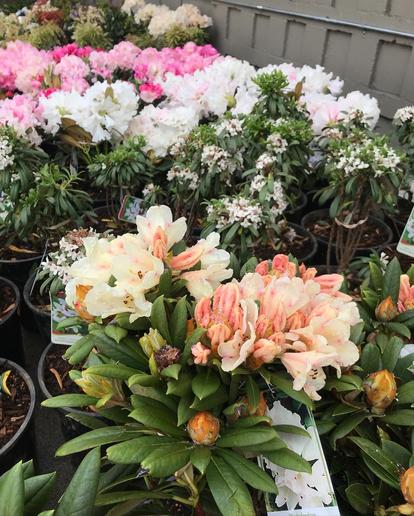 Rhododendron 'Crete' – Verdant Yakima