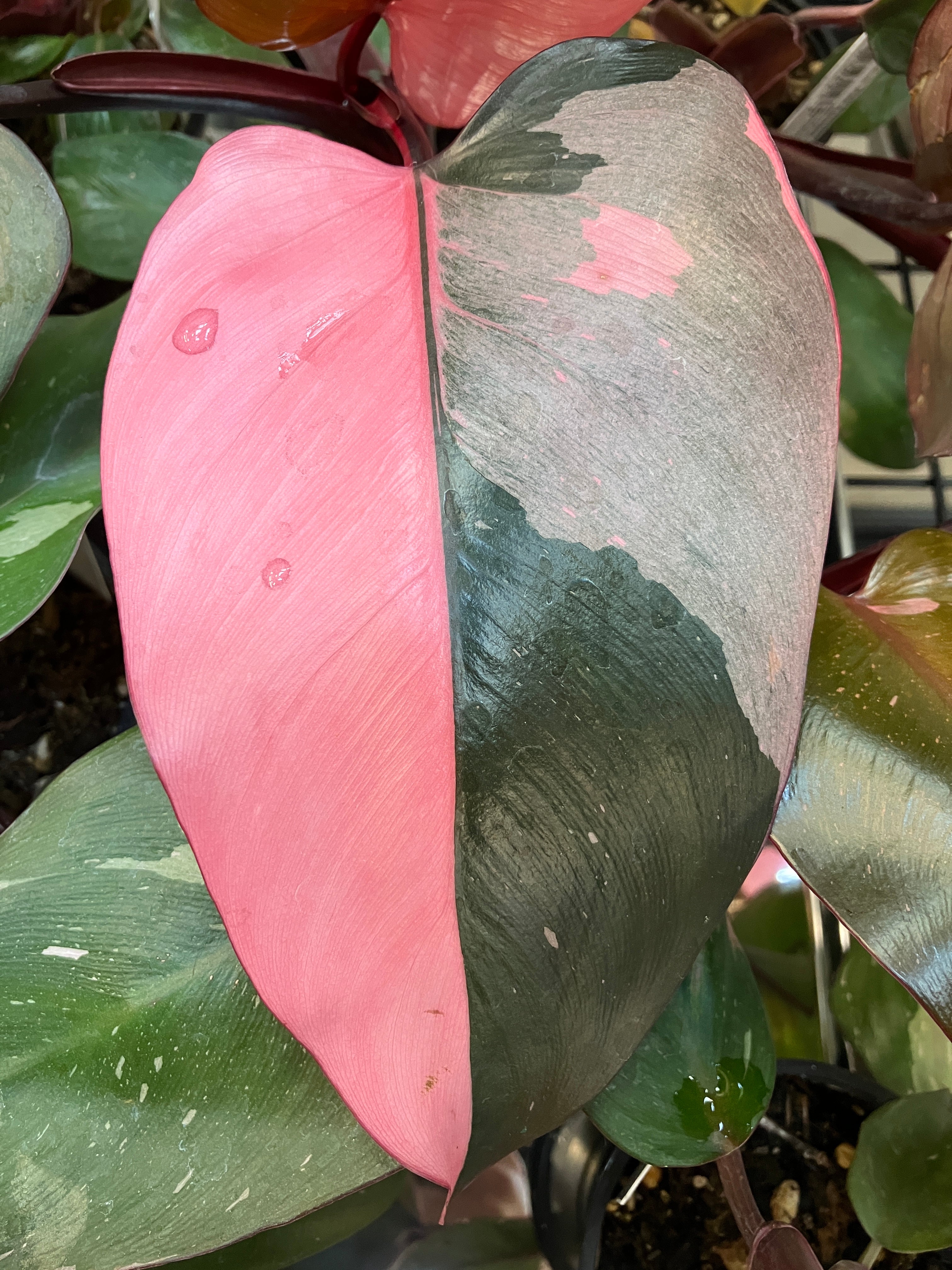 Philodendron 'Pink Princess' – Verdant Yakima