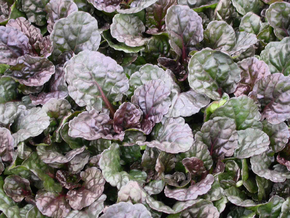 Ajuga reptans 'Black Scallop'(Bugleweed)
