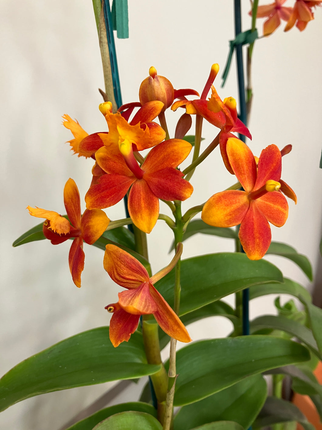 Epidendrum (Pacific classic ‘PomPom’ x Pacific Playa ‘Party Boy’