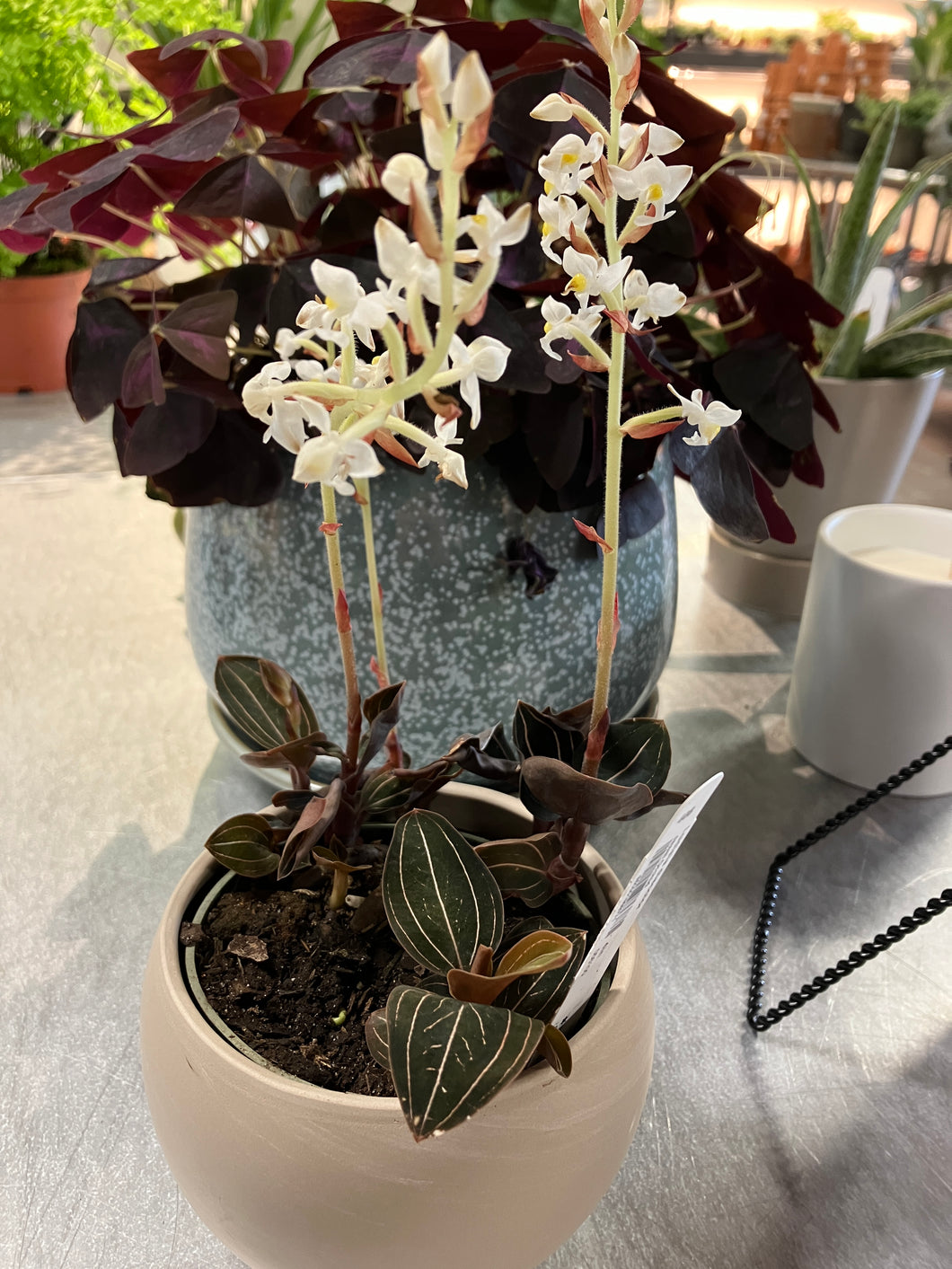Ludisia discolor (Jewel Orchid)