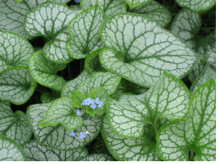 Brunnera macrophylla 'Jack Frost'(Siberian Bugloss)