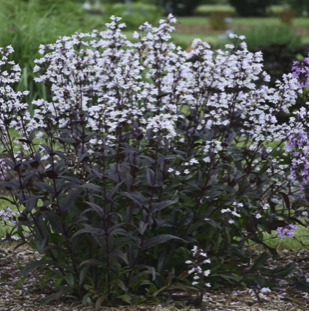 Penstemon, Onxy and Pearls