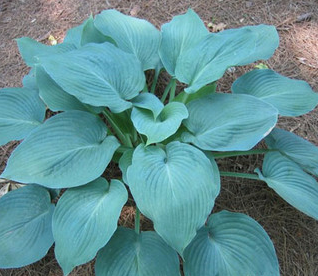 Hosta, Blue Angel