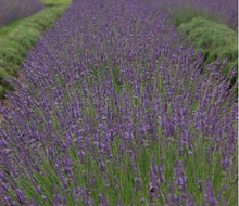 Load image into Gallery viewer, Lavandula x intermedia PHENOMENAL
