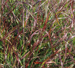 Panicum virgatum 'Red Sunset' (Red Switch Grass)