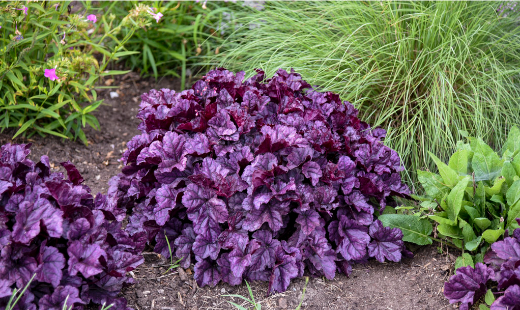 Heuchera DOLCE® 'Wildberry' (Coral Bells)