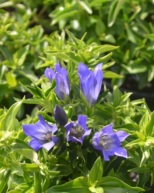 Gentiana 'True Blue'