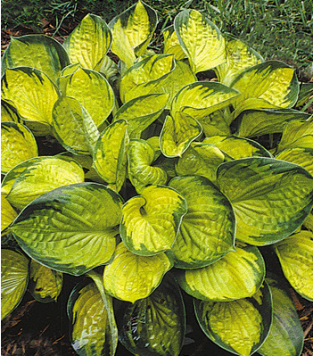 Hosta 'Rainforest Sunrise'
