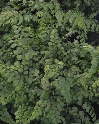 Fern - Adiantum venustum (Himalayan Maidenhair Fern)