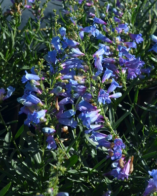Penstemon heterophyllus 'Electric Blue