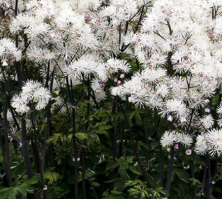 Thalictrum aquilegifolium NIMBUS™ ' WHITE