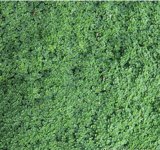 Thymus serpyllum 'Elfin'