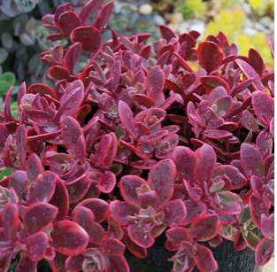 Sedum 'Sunsparkler Wildfire'(Stonecrop)