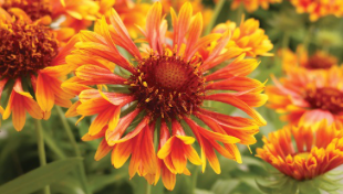 Gaillardia 'SpinTop Copper Sun'(Blanket Flower - Red/Orange w/ Yellow)